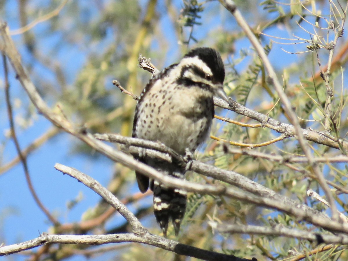 Ladder-backed Woodpecker - Babs Buck