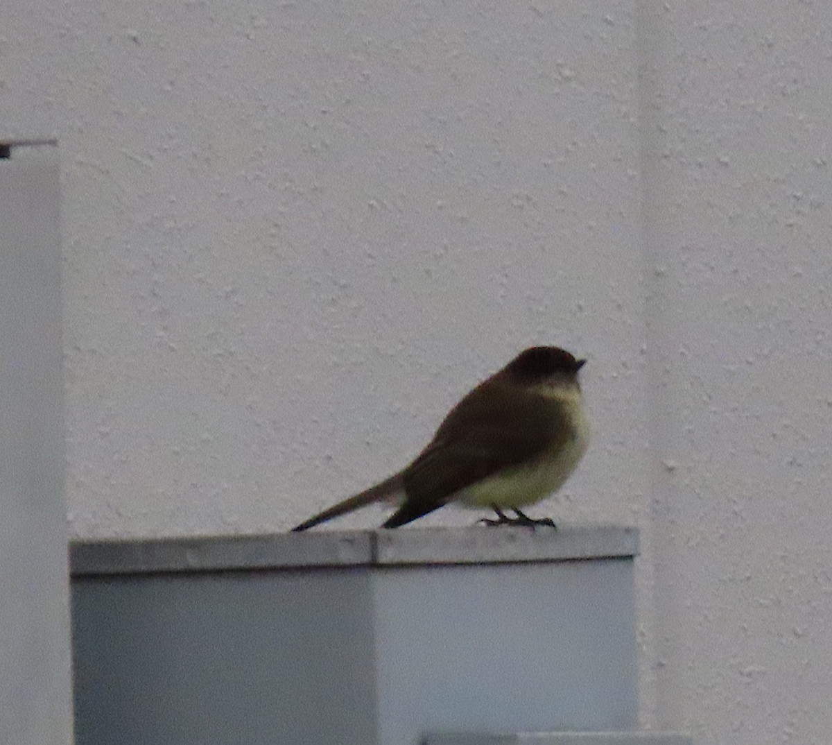 Eastern Phoebe - ML137649711