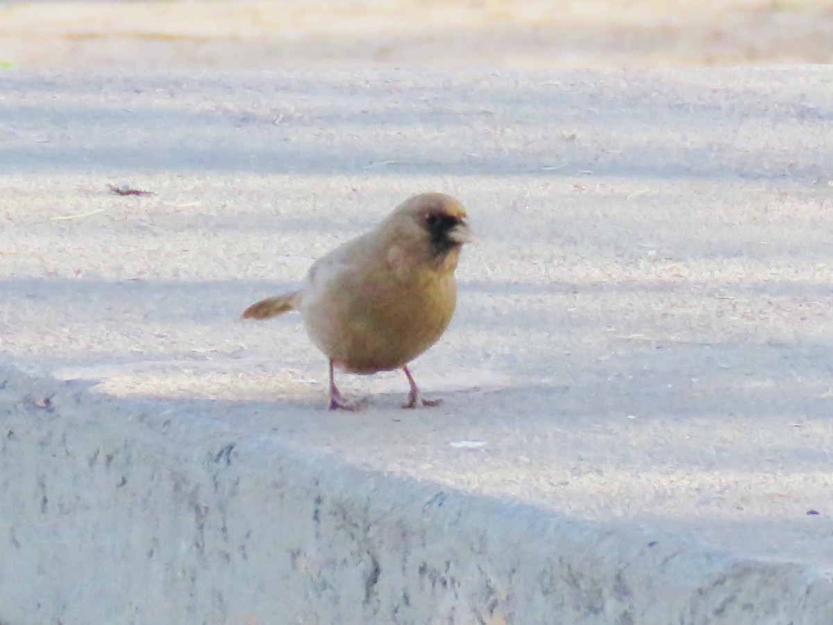 Abert's Towhee - Babs Buck