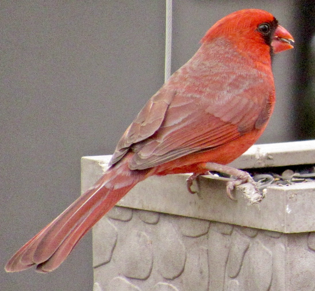 Cardinal rouge - ML137650211