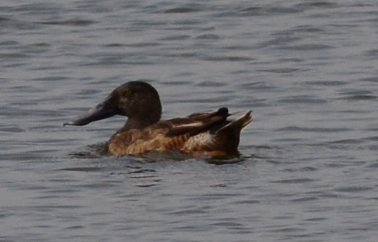 Northern Shoveler - AM AMSA