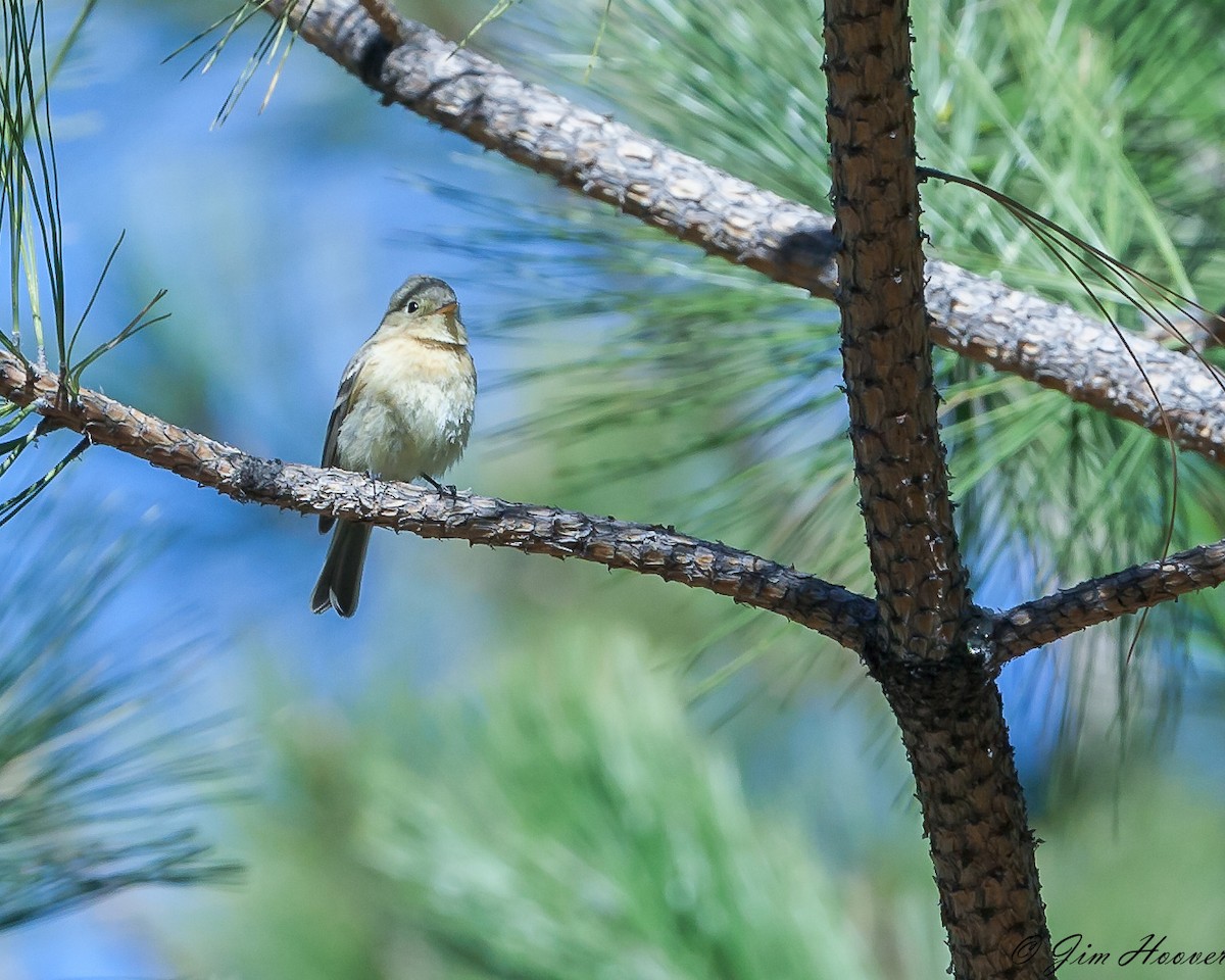 Buff-breasted Flycatcher - ML137652311