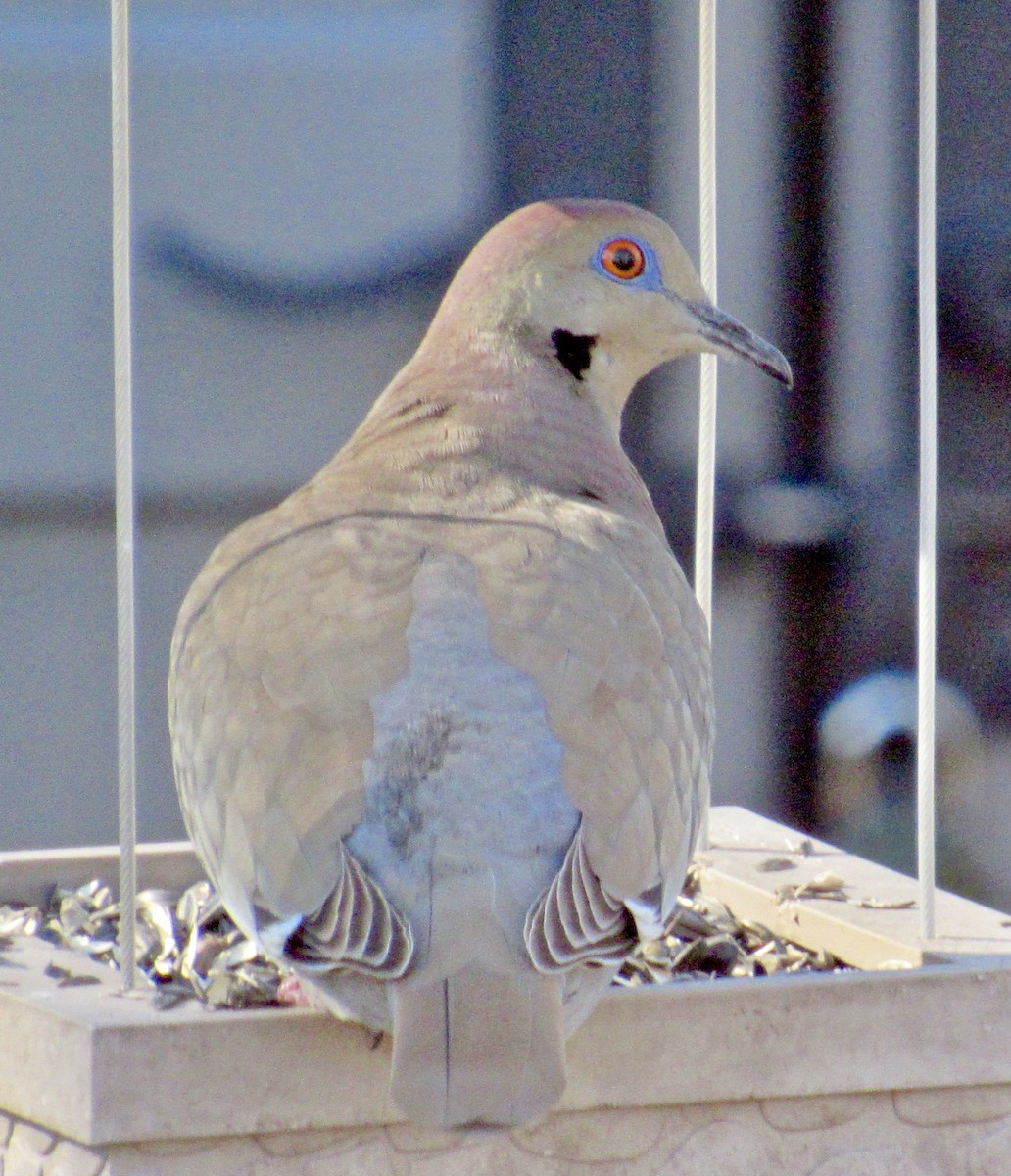 Tourterelle à ailes blanches - ML137653561