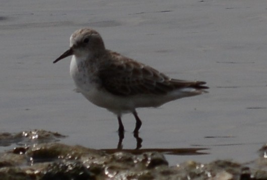 Little Stint - AM AMSA