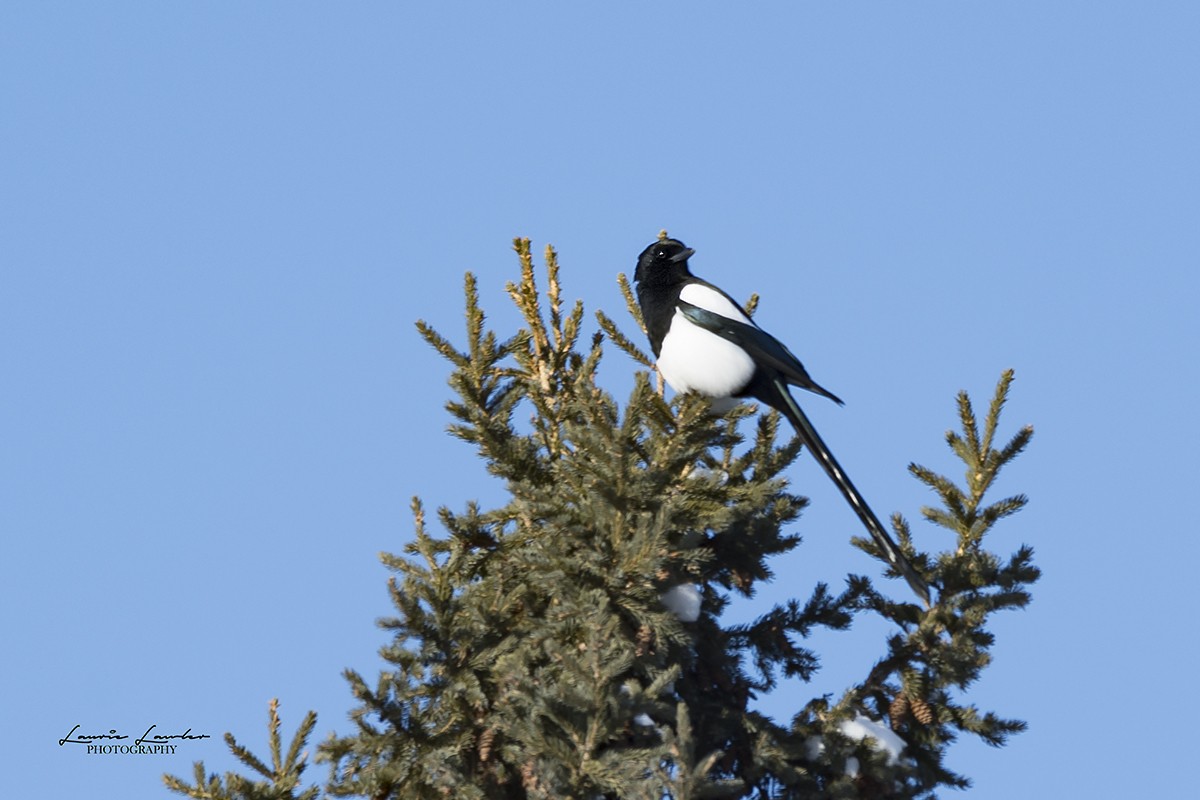 Black-billed Magpie - Laurie Lawler
