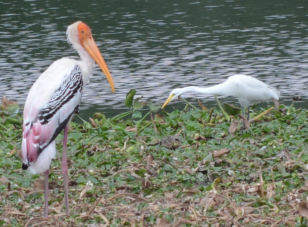 Painted Stork - AM AMSA