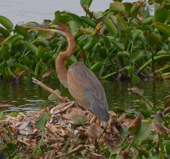 Purple Heron - ML137656691