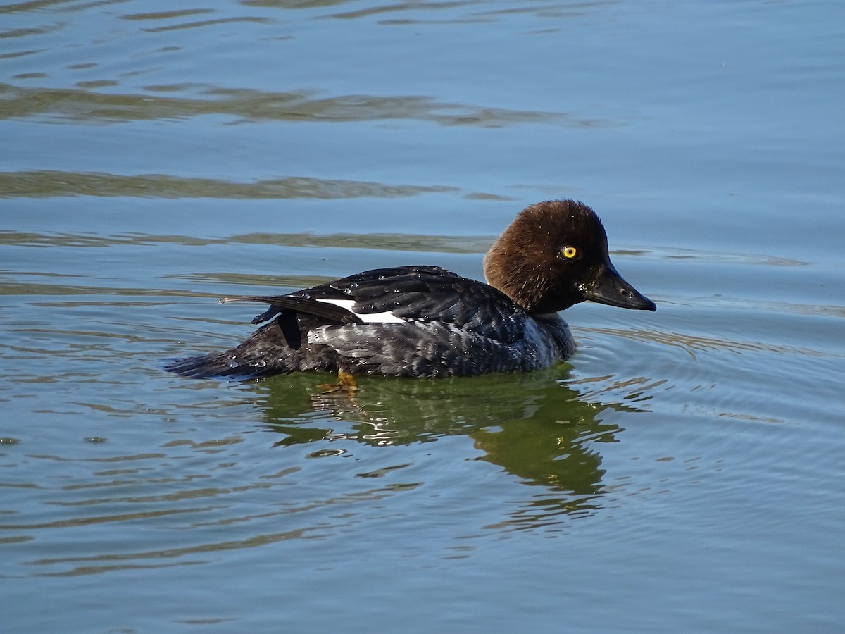 Common Goldeneye - ML137659661