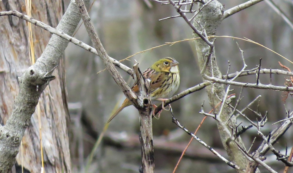 Henslow's Sparrow - ML137661371