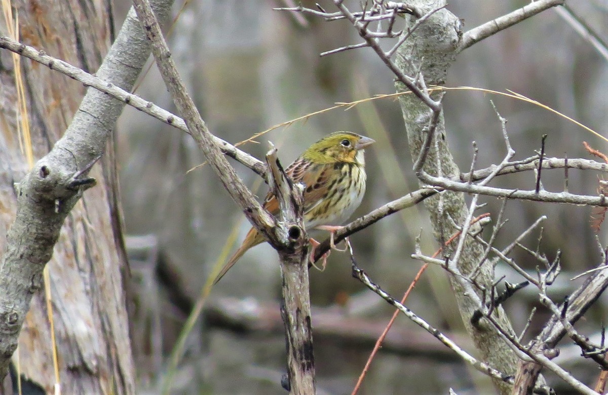 Henslow's Sparrow - ML137661861