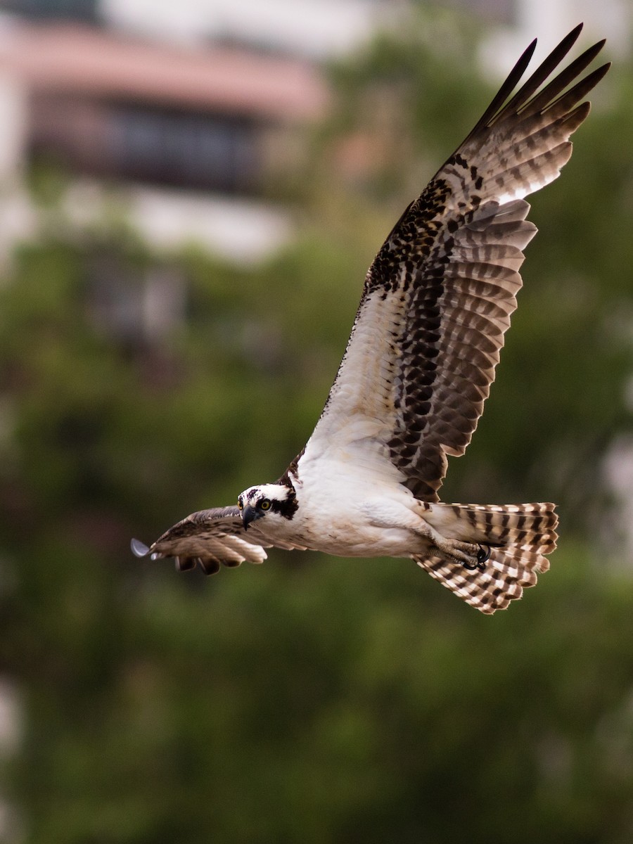 Águila Pescadora - ML137662081