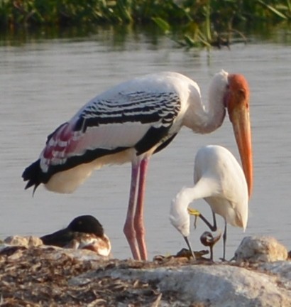 Painted Stork - ML137662711