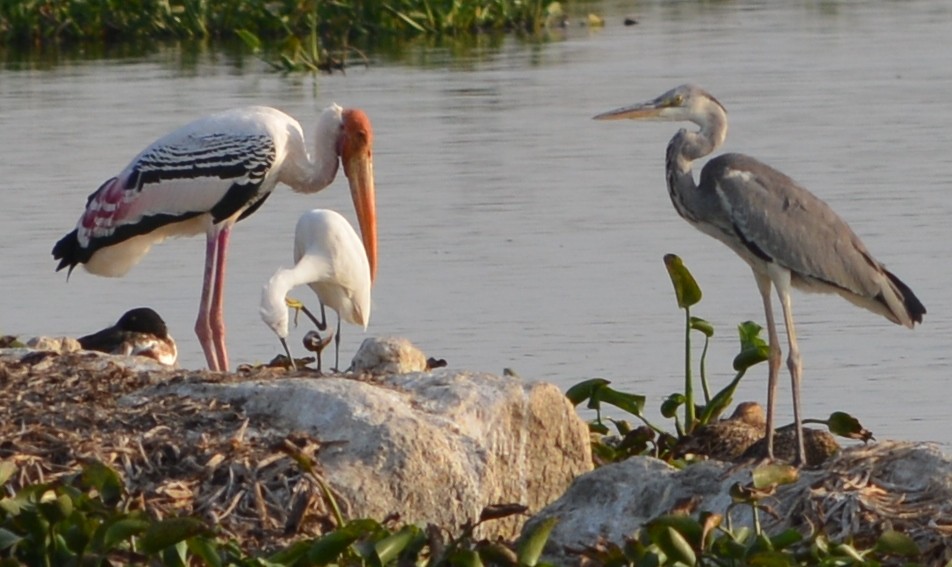 Painted Stork - ML137662741