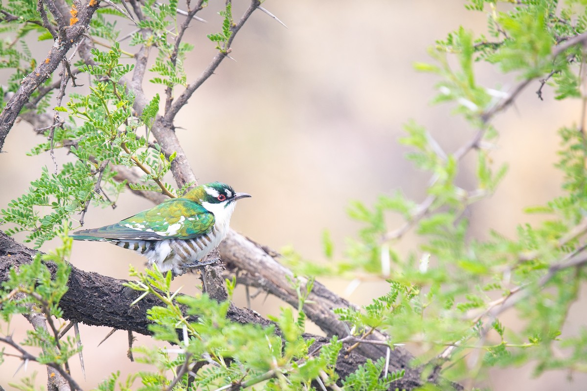 Dideric Cuckoo - ML137662791