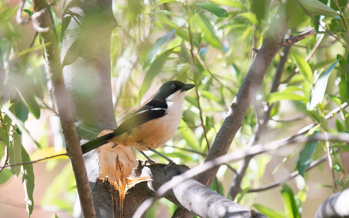 Southern Boubou - ML137662831