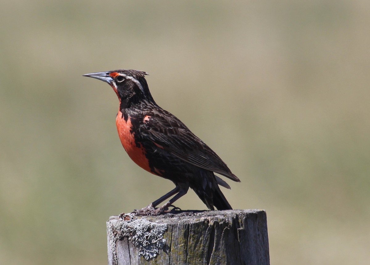 Pampas Meadowlark - ML137663591