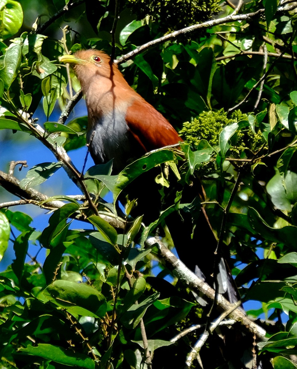 Cuco Ardilla Común - ML137663871