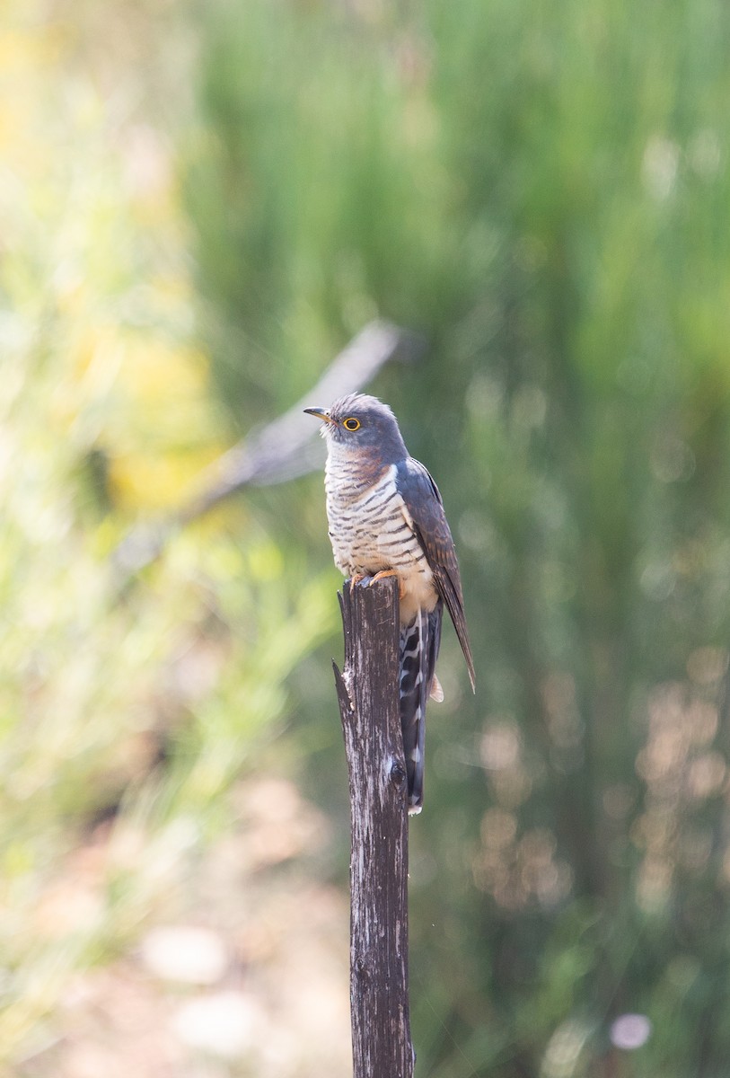 Red-chested Cuckoo - ML137664151