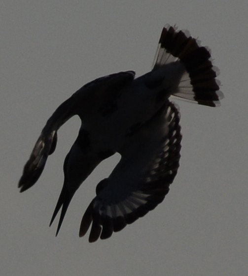 Pied Kingfisher - ML137664181