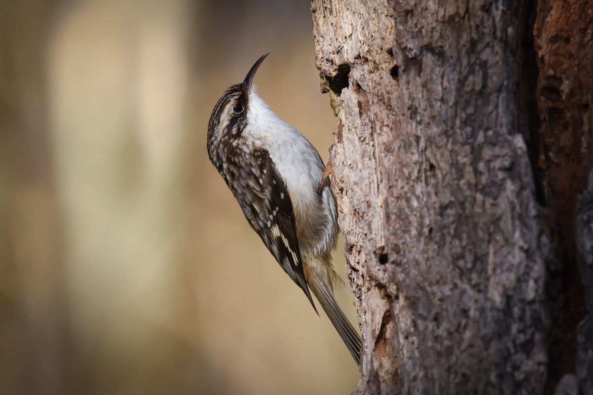 Brown Creeper - ML137665841