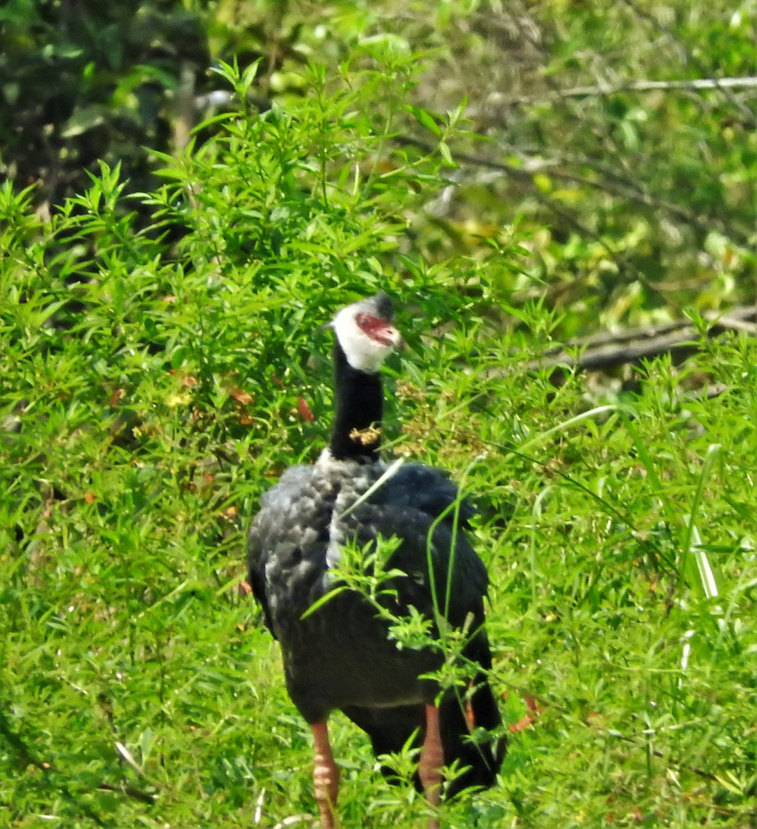 Northern Screamer - Gabriel Camilo Jaramillo Giraldo