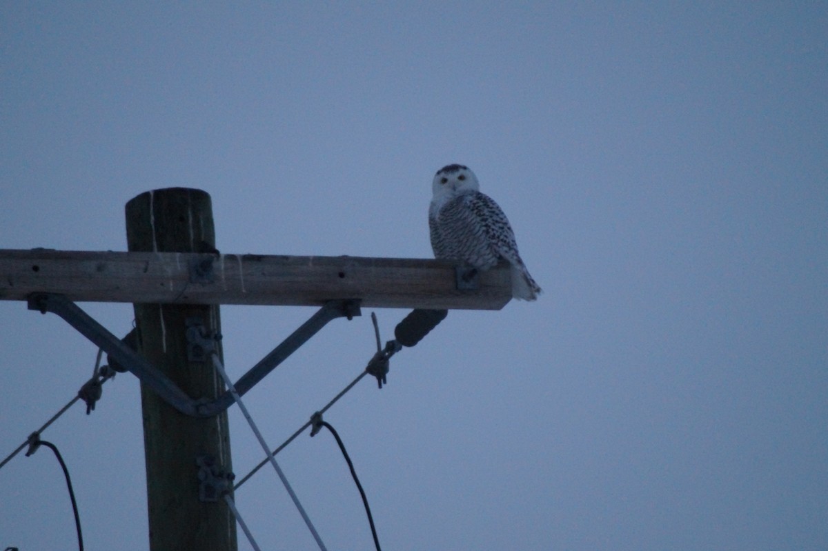 Snowy Owl - Scott & Jill Tansowny