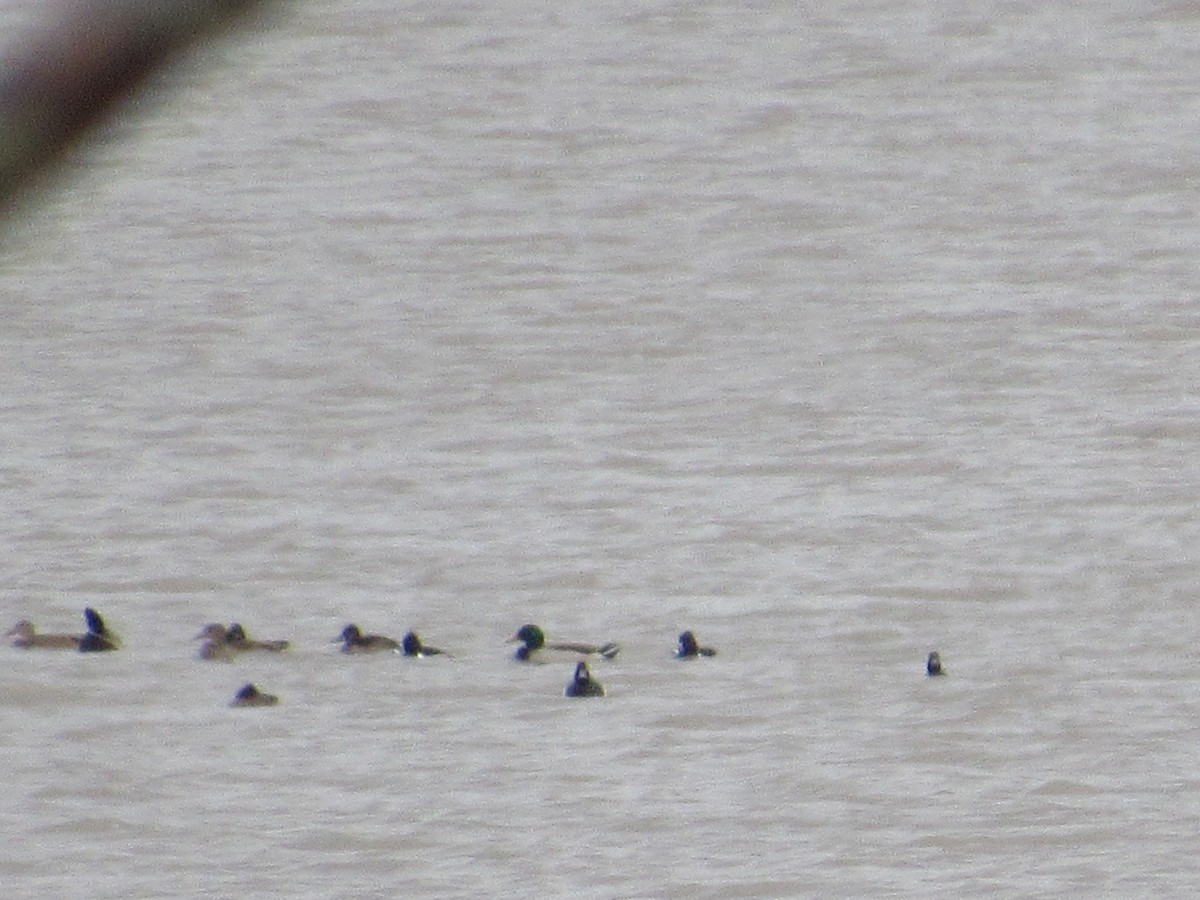 Ring-necked Duck - ML137667801