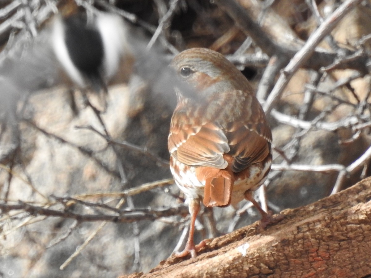 Fox Sparrow (Red) - Ginny Bergstrom