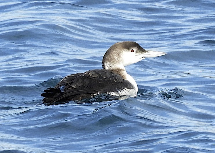 Common Loon - ML137669061