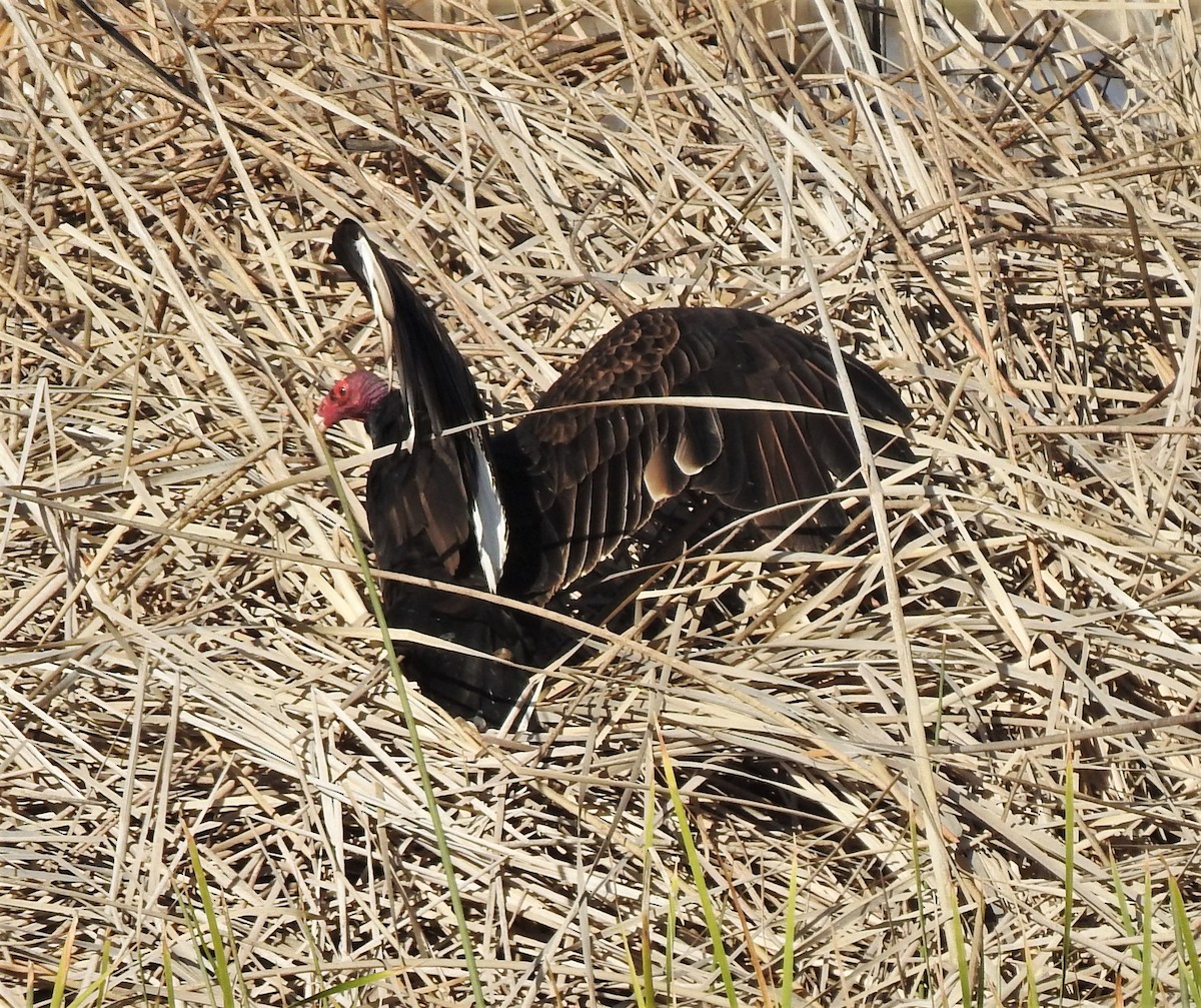 Turkey Vulture - Bill Pelletier