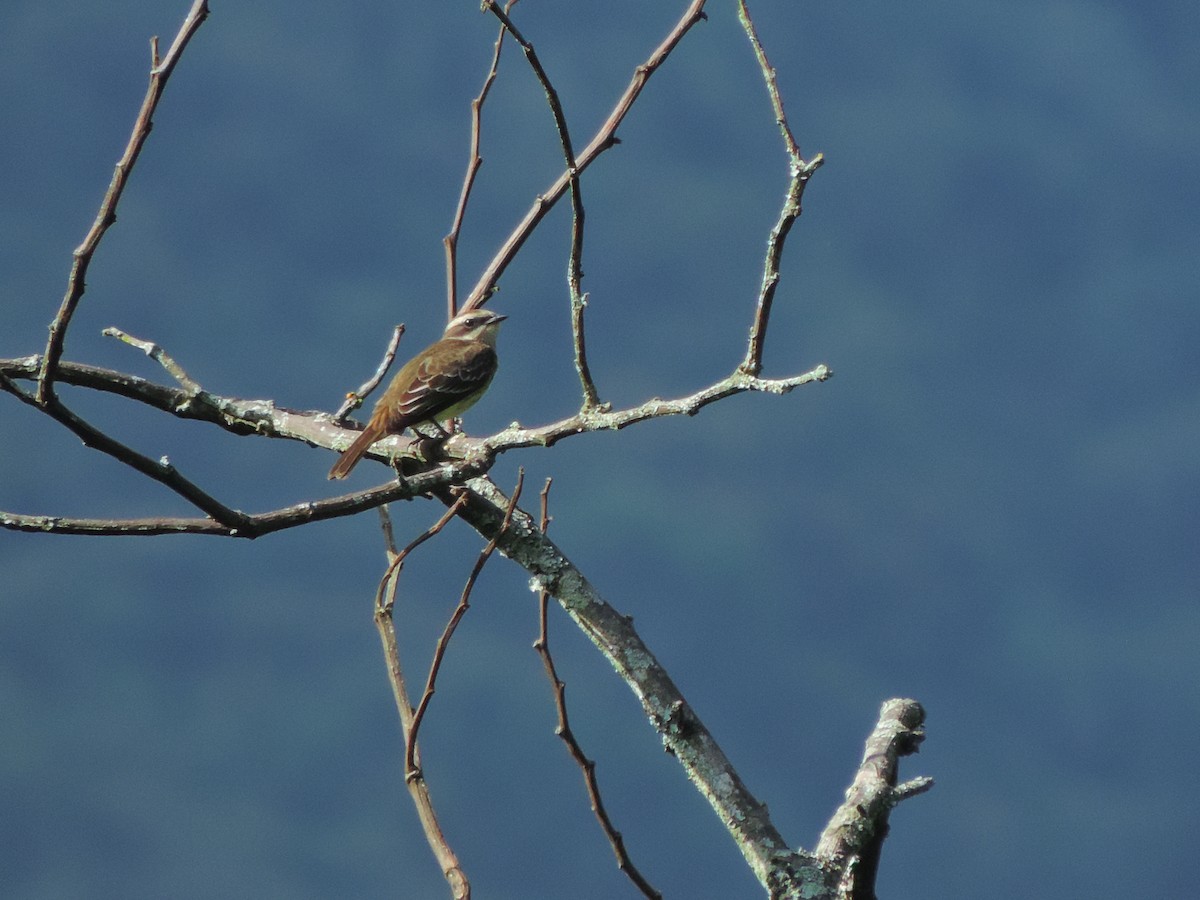 Piratic Flycatcher - ML137670091