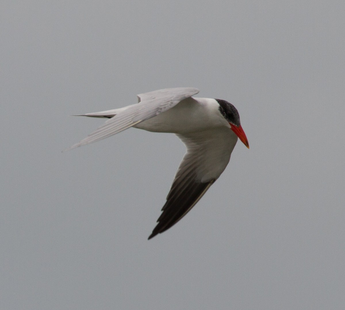 Caspian Tern - Don Coons