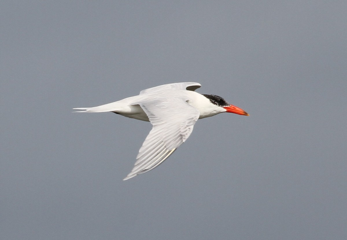 Caspian Tern - Don Coons