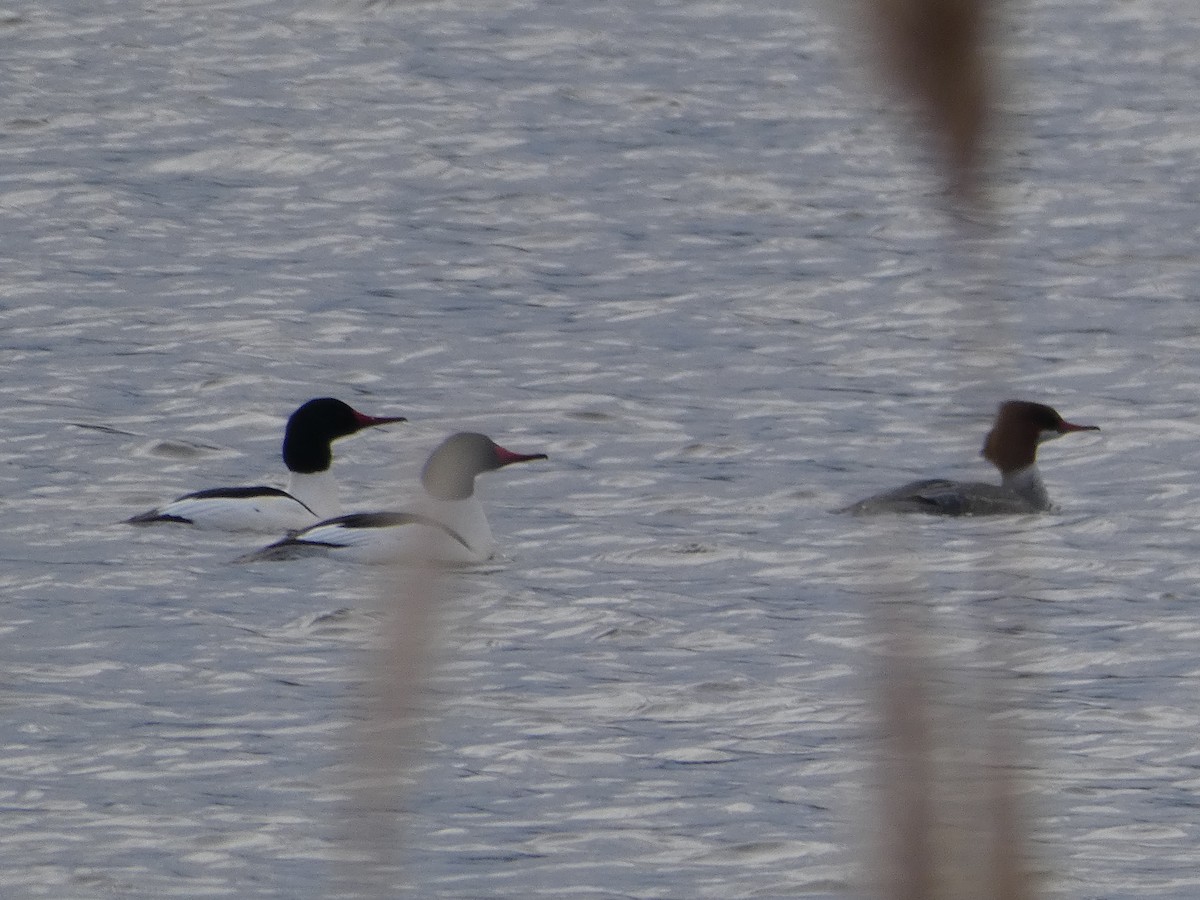 Common Merganser - ML137672771