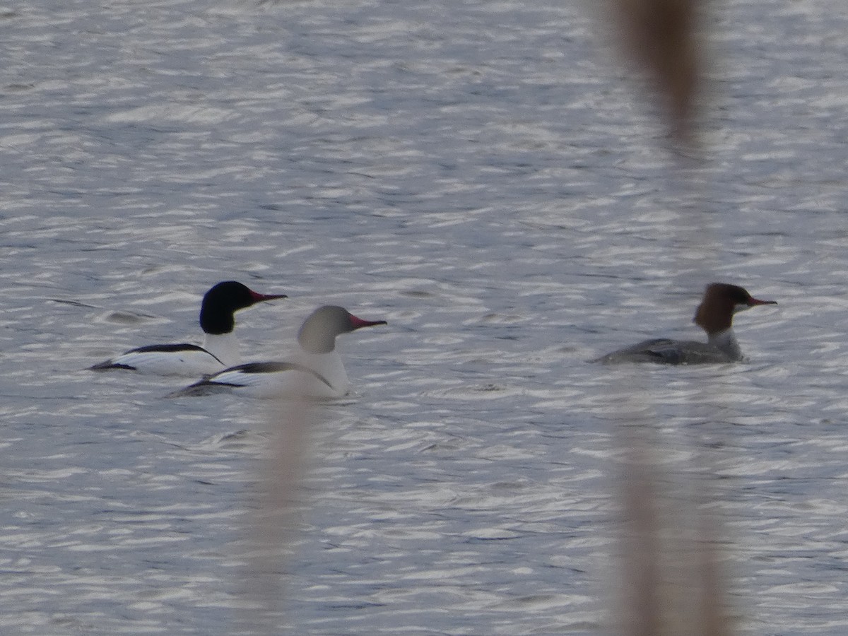 Common Merganser - Wayne Longbottom