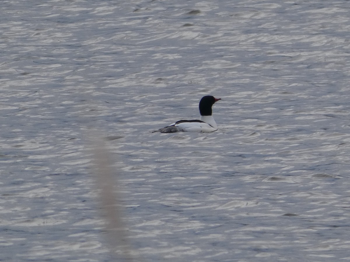 Common Merganser - ML137672991