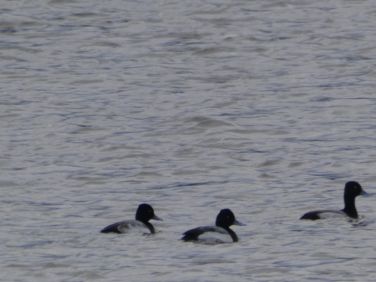 Lesser Scaup - ML137673001