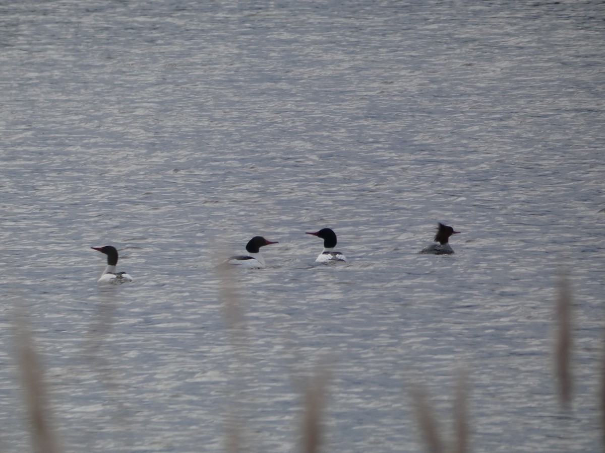 Common Merganser - ML137673171