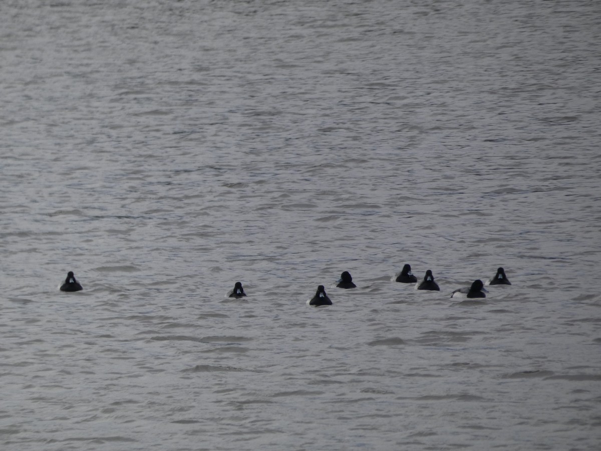 Lesser Scaup - ML137673211