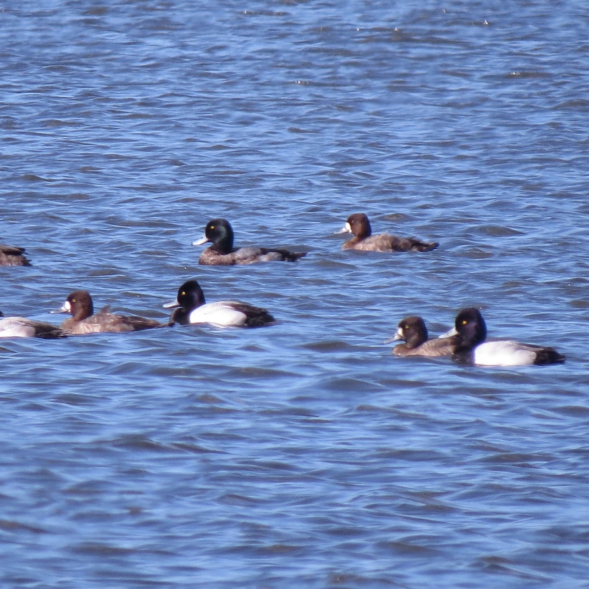Greater Scaup - ML137674981