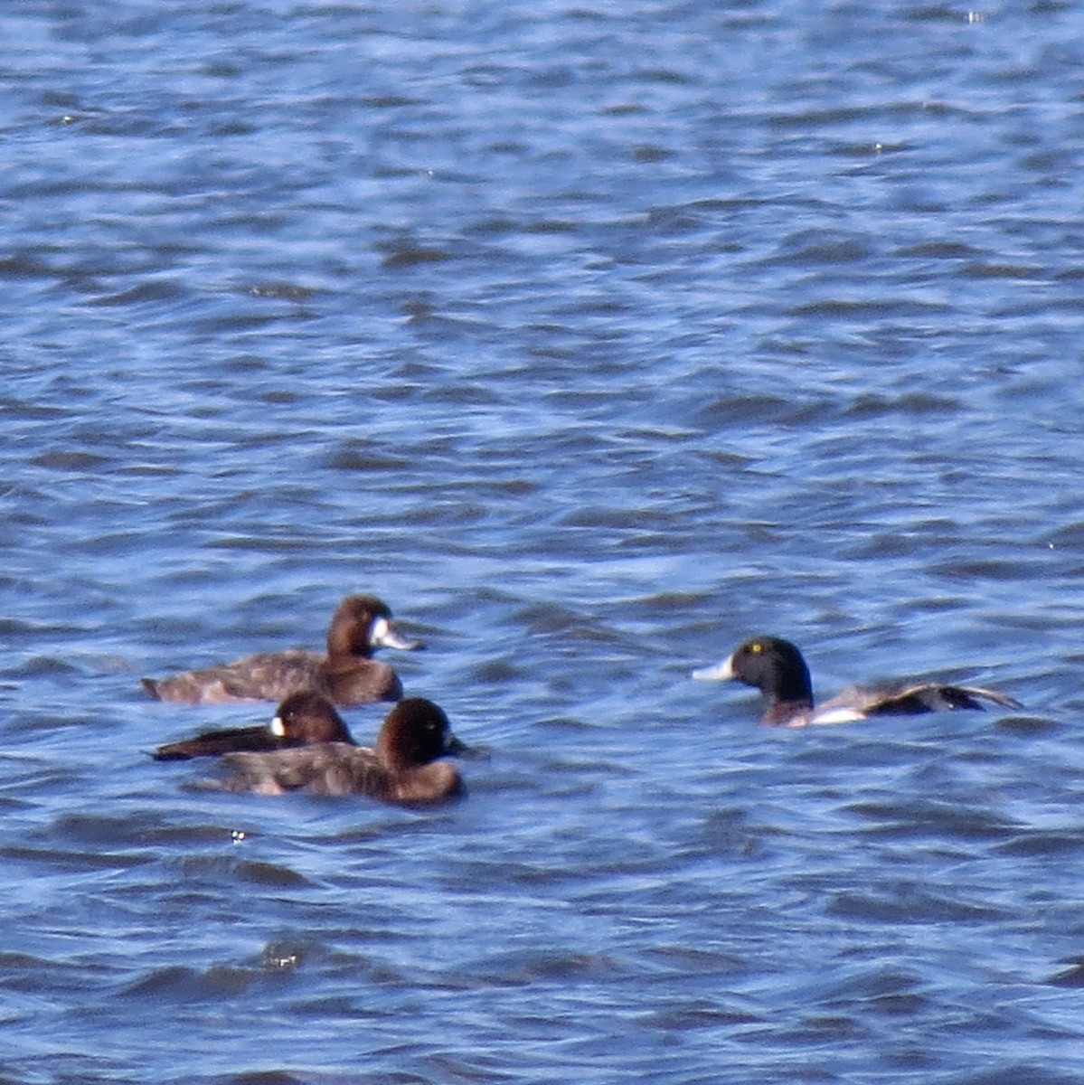 Greater Scaup - John Groskopf