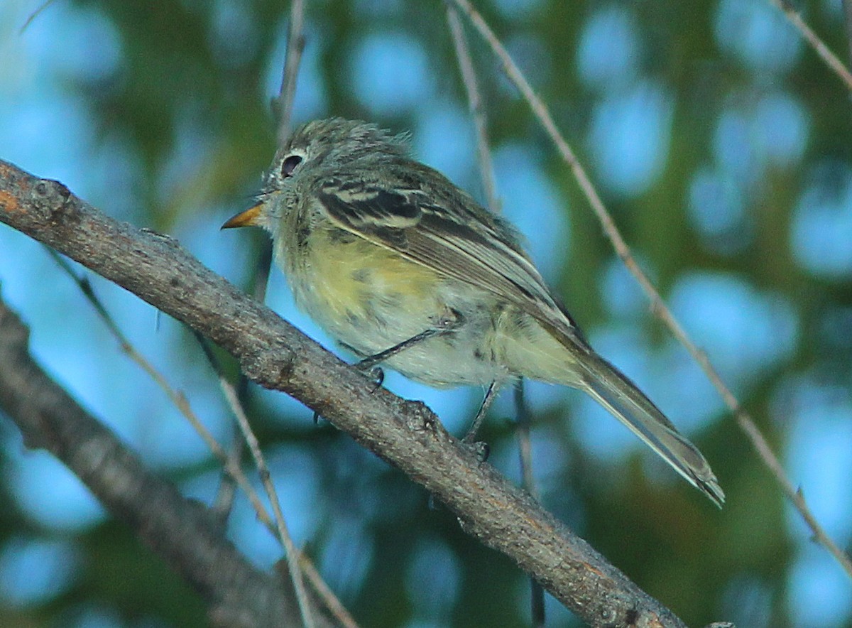 Dusky Flycatcher - ML137676591