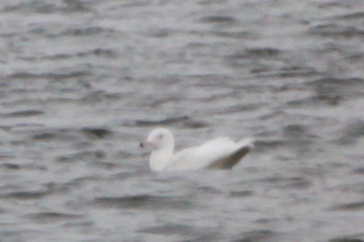 Glaucous Gull - ML137677121