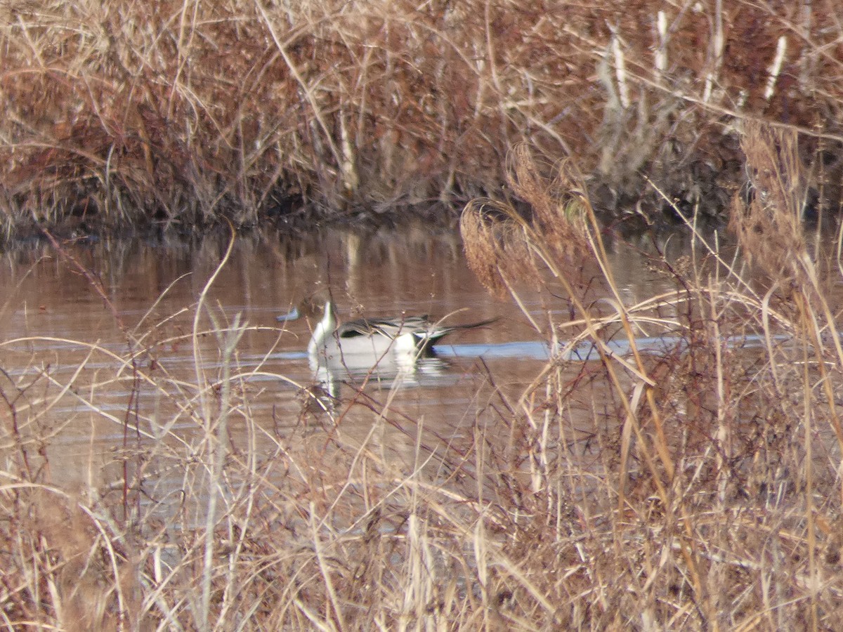 Northern Pintail - ML137677881