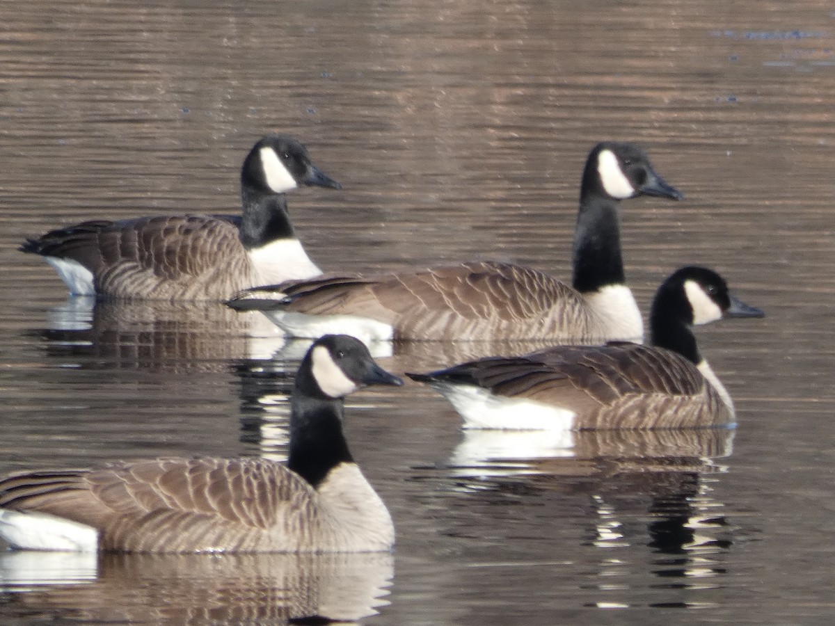 Canada Goose - ML137677981