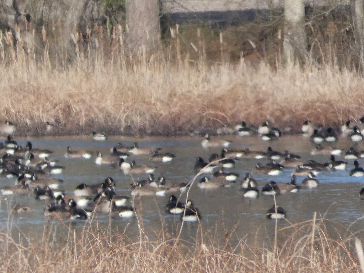 Canada Goose - ML137678071