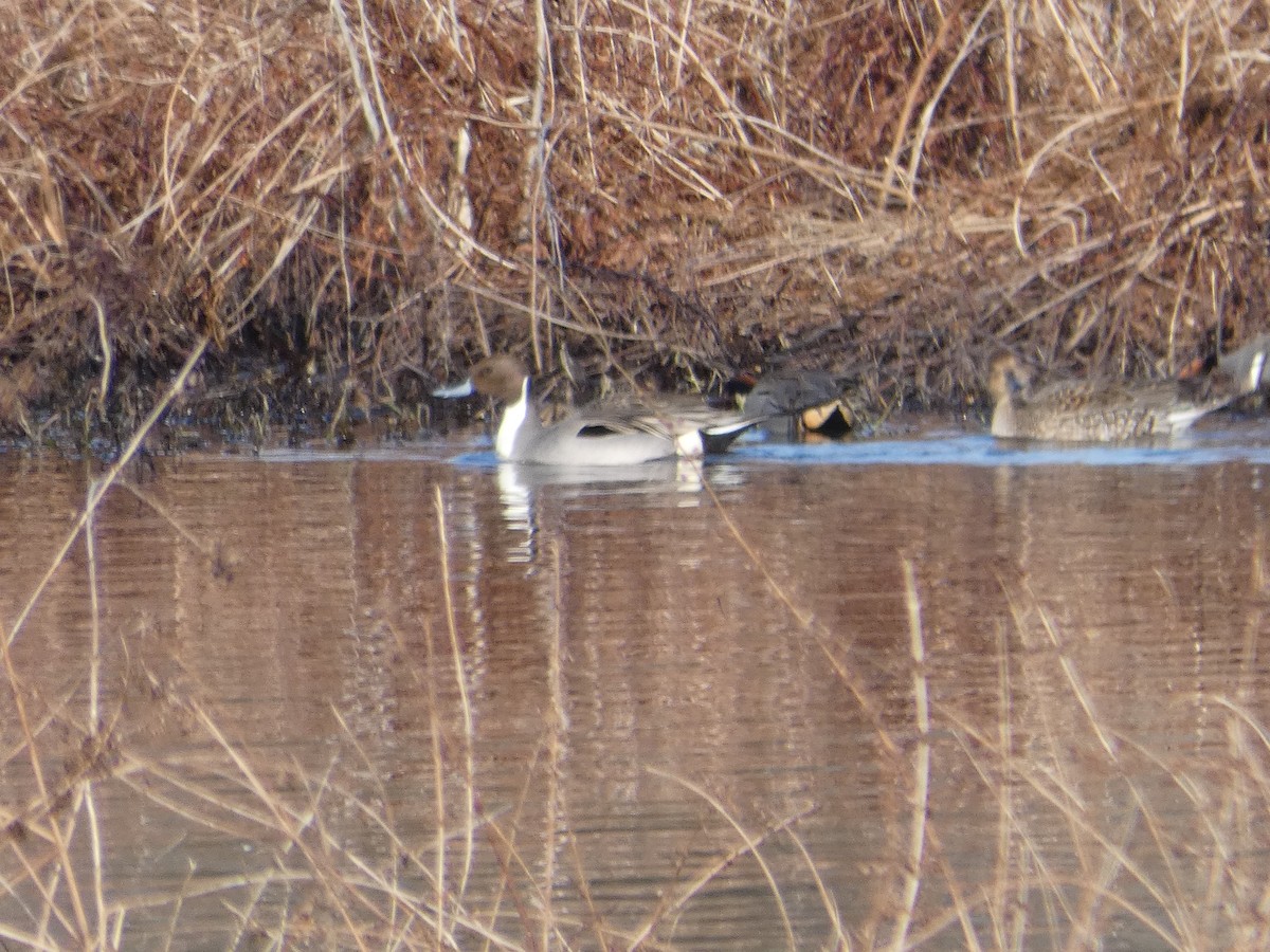 Northern Pintail - ML137678131