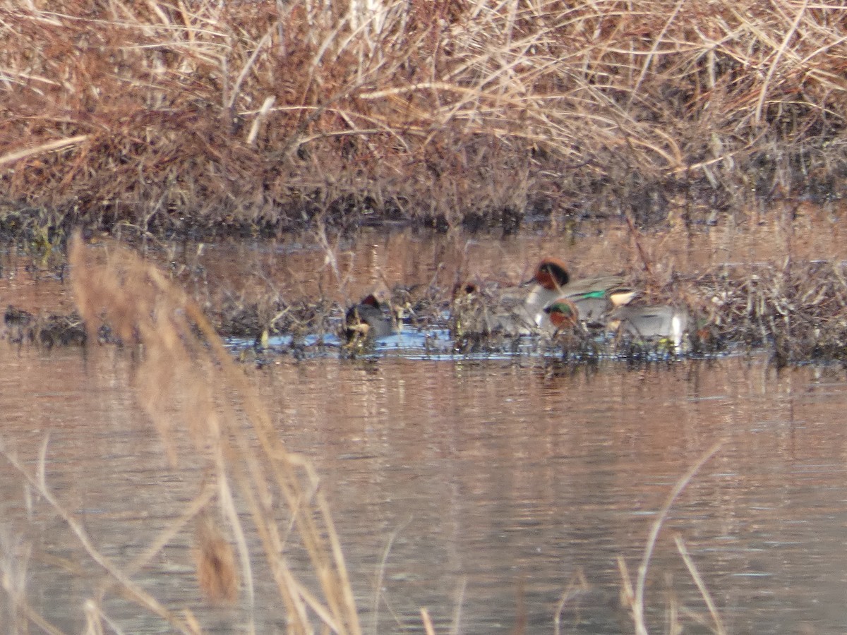 Green-winged Teal - ML137678411