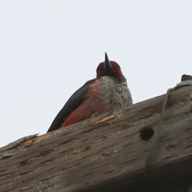 Lewis's Woodpecker - Joy Brooks