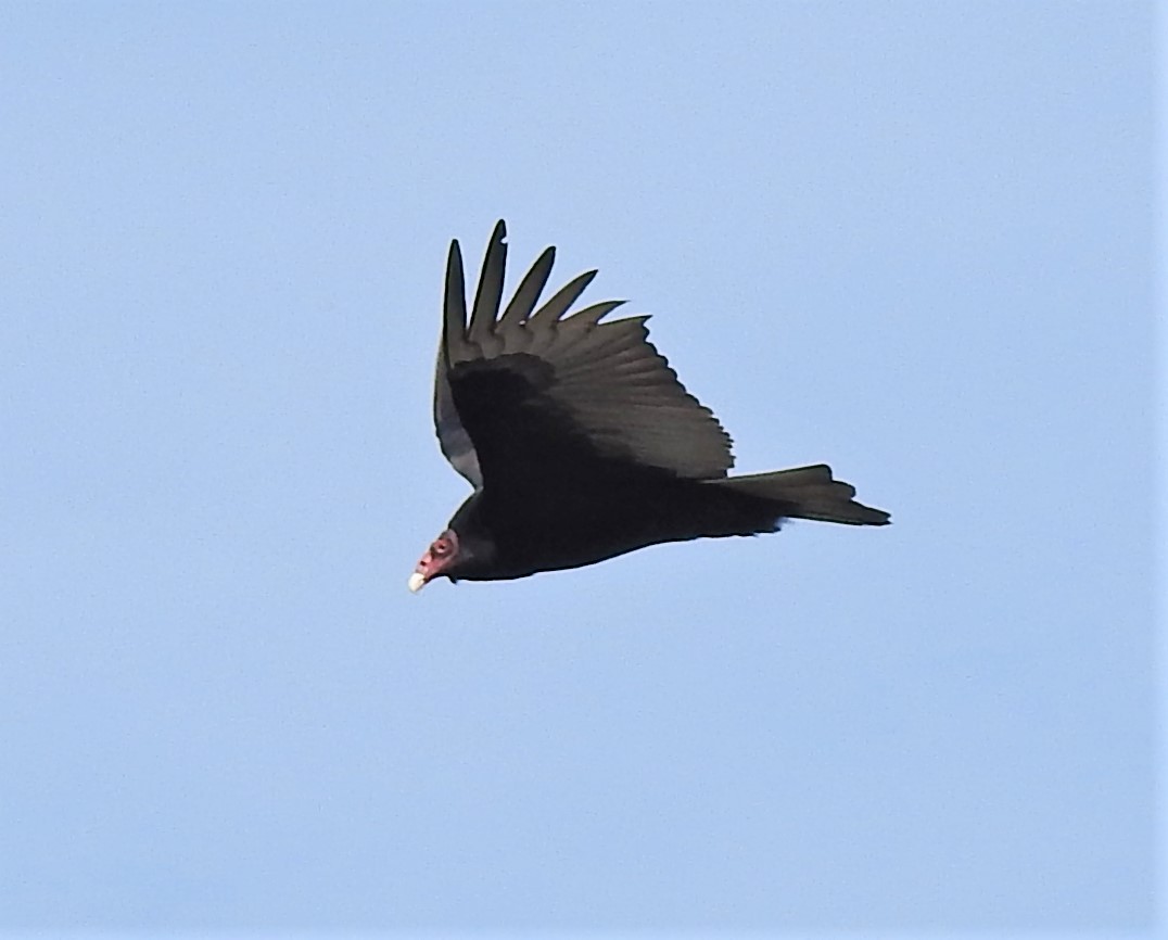 Turkey Vulture - Bill Pelletier